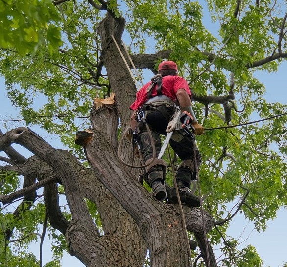 Mikes Tree Removal Service