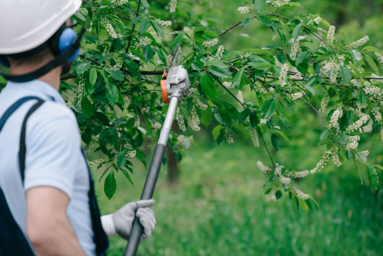 Tree trimming and pruning aquasco