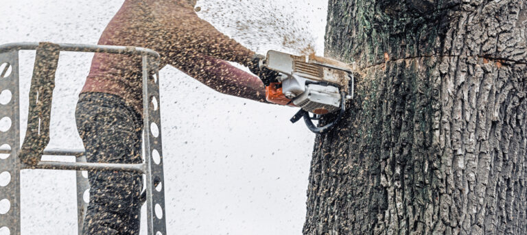 dangerous high risk tree removal aquasco