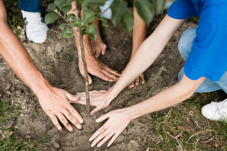 tree removal maryland