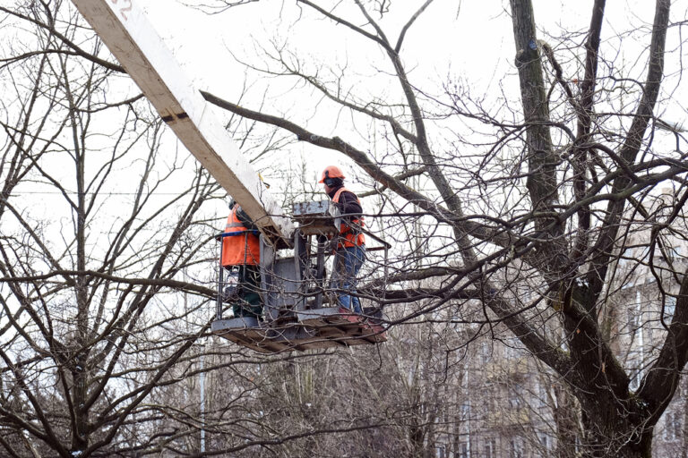 tree maintenance safety procedures maryland